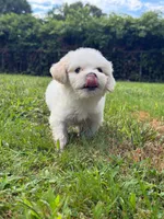 Mallow, a female Maltipoo for sale in Brockton, MA – 1 of 6