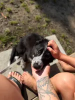 Linda , a female Border Collie for sale in Brockton, MA – 2 of 5