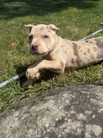 Quiara , a female American Bully for sale in Brockton, MA – 7 of 7