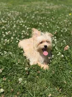 Chulo , a male Yorkshire Terrier for sale in Brockton, MA – 7 of 7