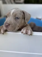Storm , a female American Bully for sale in Brockton, MA – 3 of 5