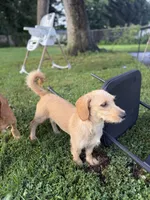 Sunny , a male Chipoo for sale in Brockton, MA – 5 of 7