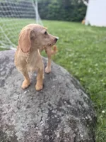 Sunny , a male Chipoo for sale in Brockton, MA – 4 of 7