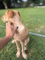 Sunny, a male Chipoo for sale in Brockton, MA – 8 of 9