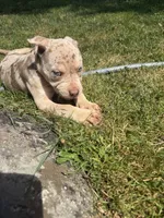 Quiara , a female American Bully for sale in Brockton, MA – 3 of 7