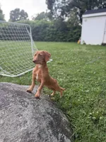 Copper, a male Chipoo for sale in Brockton, MA – 4 of 8