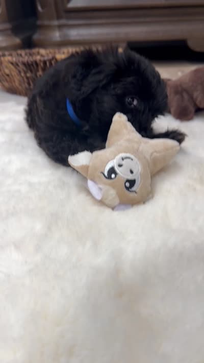 Teddy , a male Shihpoo for sale in Brockton, MA – 7 of 7