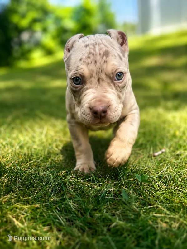 Quiara  – American Bully puppy for sale in Brockton, MA