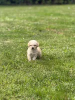 Biscuit, a male Maltipoo for sale in Brockton, MA – 4 of 9
