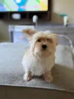Chulo , a male Yorkshire Terrier for sale in Brockton, MA – 3 of 7