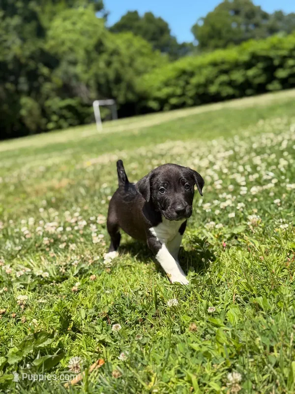 Diesel  – American Pit Bull Terrier puppy for sale in Brockton, MA