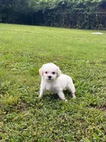 Mallow, a female Maltipoo for sale in Brockton, MA – 4 of 6
