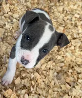 Enzo , a male American Pit Bull Terrier for sale in Brockton, MA – Photo 4 of 6