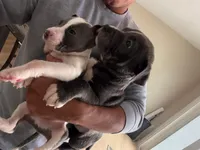 Enzo , a male American Pit Bull Terrier for sale in Brockton, MA – Photo 3 of 6