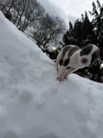 Enzo , a male American Pit Bull Terrier for sale in Brockton, MA – Photo 2 of 6