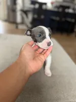 Enzo , a male American Pit Bull Terrier for sale in Brockton, MA – Photo 1 of 6