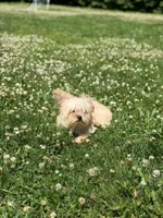Chulo , a male Yorkshire Terrier for sale in Brockton, MA – 6 of 7