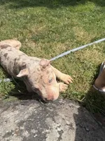 Quiara , a female American Bully for sale in Brockton, MA – 6 of 7
