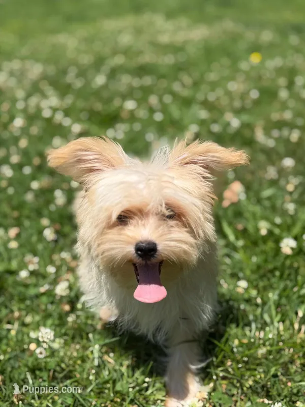 Chulo  – Yorkshire Terrier puppy for sale in Brockton, MA