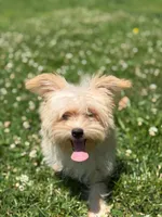 Chulo , a male Yorkshire Terrier for sale in Brockton, MA – 1 of 7