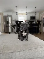 Nina , a female American Pit Bull Terrier for sale in Brockton, MA – Photo 4 of 4