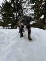 Nina , a female American Pit Bull Terrier for sale in Brockton, MA – Photo 3 of 4