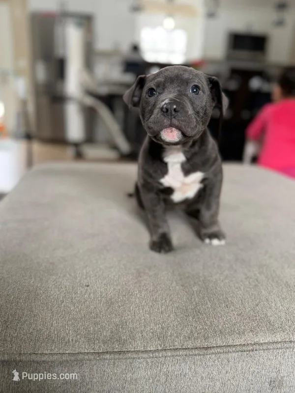 Nina , a female American Pit Bull Terrier for sale in Brockton, MA – Photo 1 of 4