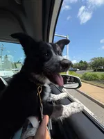 Linda , a female Border Collie for sale in Brockton, MA – 4 of 5