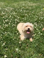 Chulo , a male Yorkshire Terrier for sale in Brockton, MA – 4 of 7