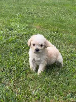 Biscuit, a male Maltipoo for sale in Brockton, MA – 6 of 9