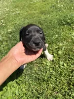 Diesel , a male American Pit Bull Terrier for sale in Brockton, MA – 5 of 6