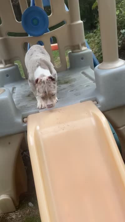 Pearl , a female American Bully for sale in Brockton, MA – 6 of 7