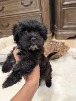 Teddy , a male Shihpoo for sale in Brockton, MA – 1 of 7