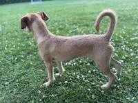 Teddy, a male Chipoo for sale in Brockton, MA – 5 of 6