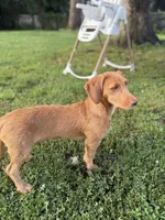 Copper, a male Chipoo for sale in Brockton, MA – 5 of 8