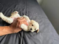 Joy, a female Maltese and Poodle - Miniature  for sale in Brockton, MA – Photo 2 of 8