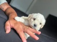 Joy, a female Maltese and Poodle - Miniature  for sale in Brockton, MA – Photo 3 of 8