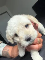Joy, a female Maltese and Poodle - Miniature  for sale in Brockton, MA – Photo 4 of 8
