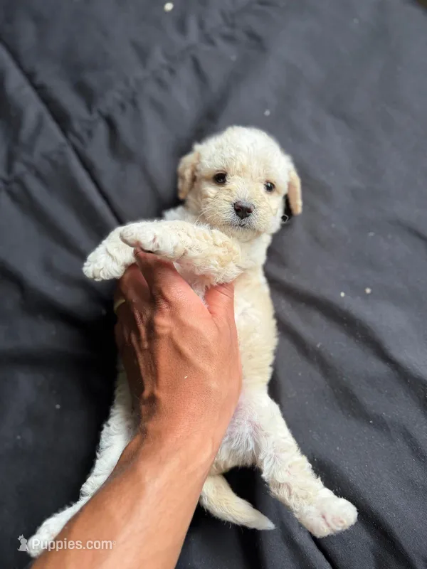 Joy – Maltese, Poodle - Miniature  puppy for sale in Brockton, MA