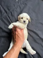Joy, a female Maltese and Poodle - Miniature  for sale in Brockton, MA – Photo 1 of 8