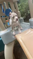 Pearl , a female American Bully for sale in Brockton, MA – 2 of 7