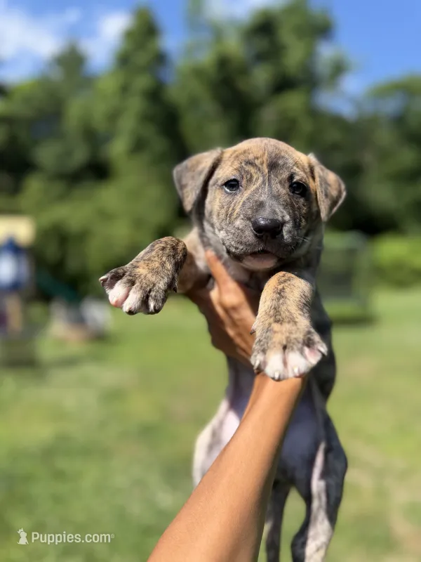 Titan  – American Pit Bull Terrier puppy for sale in Brockton, MA