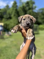 Titan , a male American Pit Bull Terrier for sale in Brockton, MA – 1 of 5