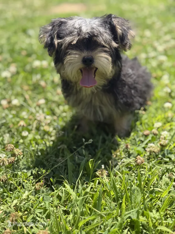 Bingo  – Yorkshire Terrier puppy for sale in Brockton, MA