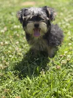 Bingo , a male Yorkshire Terrier for sale in Brockton, MA – 4 of 5