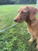 Copper, a male Chipoo for sale in Brockton, MA – 6 of 8