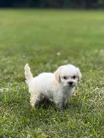 Mallow, a female Maltipoo for sale in Brockton, MA – 2 of 6