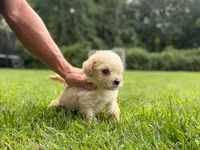 Biscuit, a male Maltipoo for sale in Brockton, MA – 7 of 9