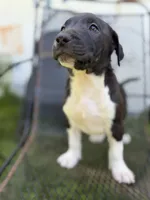 Diesel , a male American Pit Bull Terrier for sale in Brockton, MA – 4 of 6