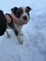 Enzo , a male American Pit Bull Terrier for sale in Brockton, MA – Photo 5 of 6